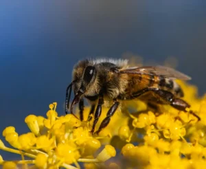 Attirer les Pollinisateurs : Les Plantes qui Favorisent la Faune dans votre jardin